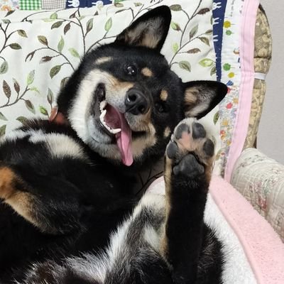 黒柴かげとら's profile picture