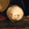 Profilbild von Robertg761