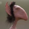 Nosebergstein. profil fotoğrafı