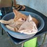 Leonardo Emilio Cuello's profile picture
