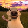 nk's profile picture