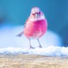 Profilbild von عصفورة الخير♥️🕊️