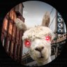 Profilbild von Ger2020