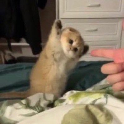 cats give strength to continue's profile picture