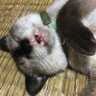 Hajime profil fotoğrafı