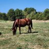 Chris, that horse owning guide.'s profile picture