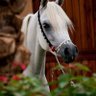 العنقاااا 🐎 🐎's profile picture