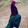 Hens Farming's profile picture