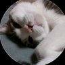 Profilbild von しぉん🐈️🐈⬛🐾