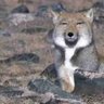 nanashi's profile picture