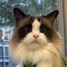 灰猫's profile picture