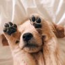 𝓹𝓲𝓹𝓲𝓮 🐶's profile picture