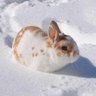 Фото профиля bunnyboy