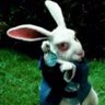 Follow The White Rabbit profil fotoğrafı