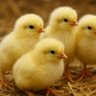CAJU POULTRY FARMING profil fotoğrafı