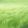 Фото профиля Green Fields
