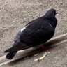 にゃあネコ 的头像