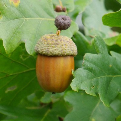 Ireland's Trees & Mythology's profile picture