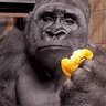 Profilbild von Gorrila