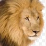 أسد الصحراء profil fotoğrafı