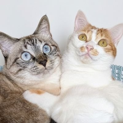 ガルボとプッカ's profile picture