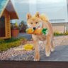シバミカン 的头像