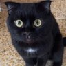 صفا's profile picture