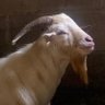 Galloway Farms's profile picture