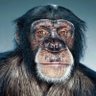UncleApe's profile picture