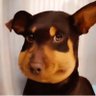 蜜蜂狗 Beedog's profile picture