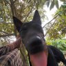 súc vật cần tìm cô chủ's profile picture