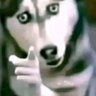 Suscanknk 的头像