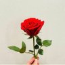 Chivalous's profile picture