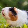 innocent guineapig 的头像