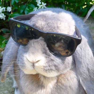 ๐ฟ๐ธ ๐ฒ๐ฉ๐๐๐๐๐ (SEMI-HIATUS) ๐ธ๐ฟ ๐จ๐ฑ's profile picture