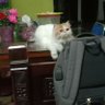 김シスカ profil fotoğrafı