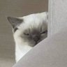 다채로운 괭이 profil fotoğrafı
