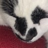 TempestHail's profile picture