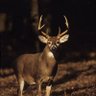 Profilbild von WhitetailBuck25 🇺🇲