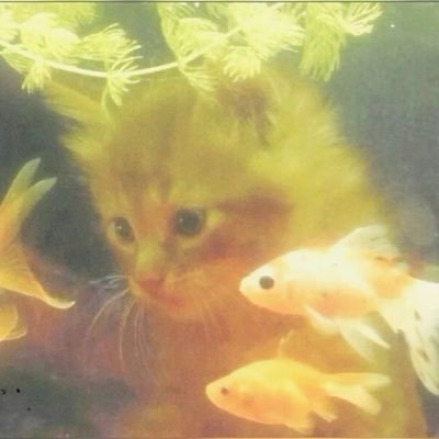 체리플랜🍒's profile picture