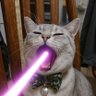 ひかぱぱ's profile picture