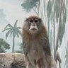 Фото профиля monke