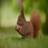 Louis Henry's profile picture