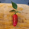 Фото профиля gemeine holly