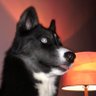 laikabeans profil fotoğrafı