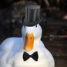 DapperDuck799 的头像