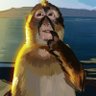 Profilbild von Cokemaxxing