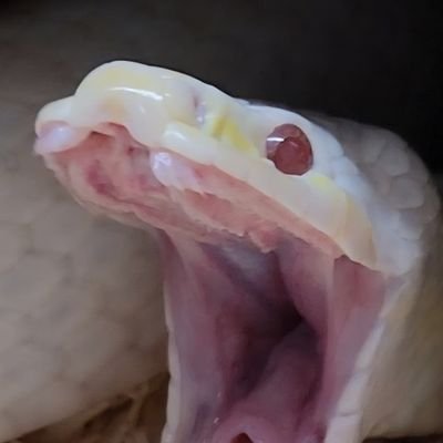 キマグレ人のヨウエイ's profile picture