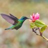Veronic profil fotoğrafı