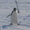 Profilbild von pengui